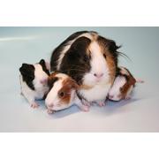 Breeding diet for guinea pigs high protein