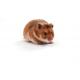 LVG Golden Syrian Hamster, Crl:LVG(SYR)
