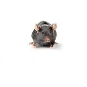 Black Swiss Mouse, Crl:NIHBL(S)