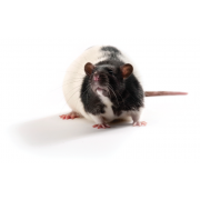 Zucker Diabetic Sprague Dawley ZDSD rat, ZDSD/PcoCrl