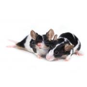 Maintenance diet for mice