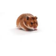 LVG Golden Syrian Hamster, Crl:LVG(SYR)