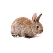 Maintenance diet for rabbits high fibre